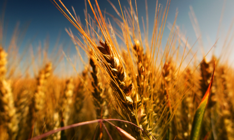 Grain shipments Ukraine